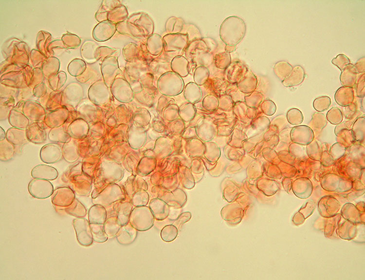 Oggi N� 2... 12 Giugno 2010